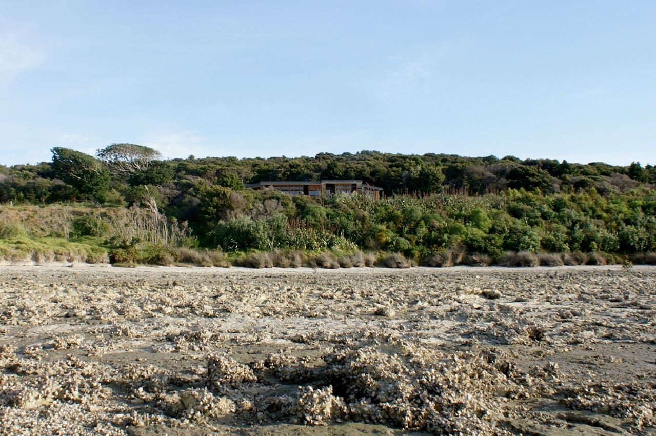 Oyster Catcher