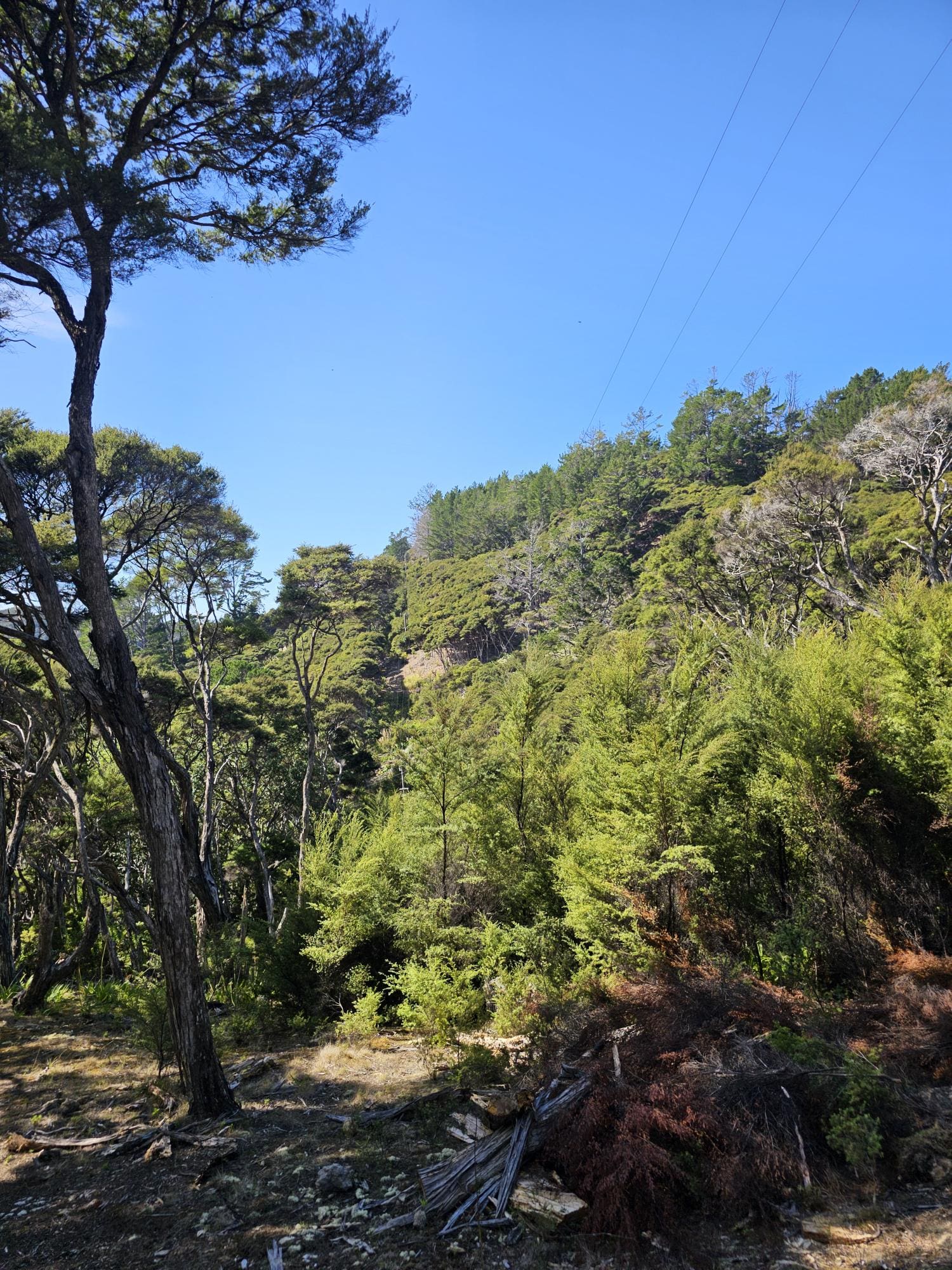 Kawau Island